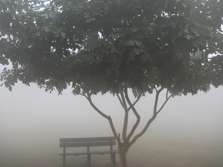 Fog